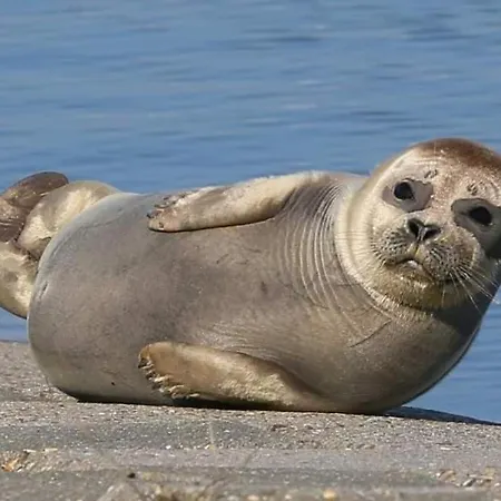 公寓 Duplex Capricia Met Zwembad Jachthaven