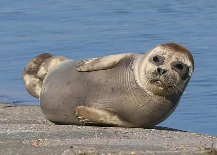 아파트 Duplex Capricia Met Zwembad Jachthaven